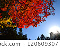 Information on the best time to see autumn leaves 120609307
