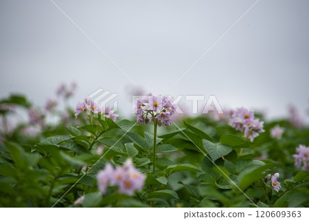 Extensive potato field 120609363