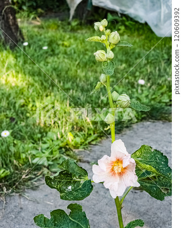 Pink common mallow. Latin name Malva L. Flowers shine under the rays of the sun. 120609392