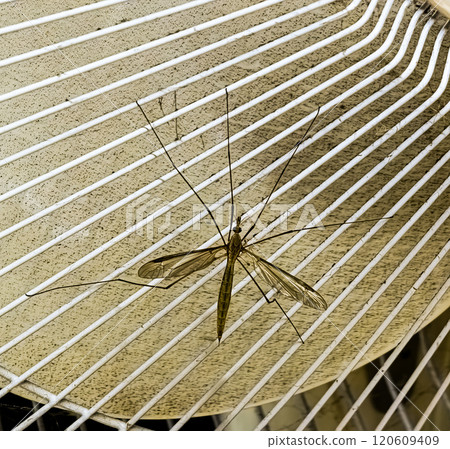 Insects. The Tipulidae fly or crane fly, a type of fly with a large body and this species has very long and fragile legs. 120609409