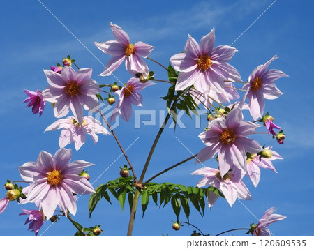 達利亞皇帝 達利亞皇帝 120609535