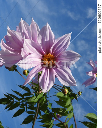 達利亞皇帝 120609537