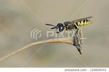 The European beewolf (Philanthus triangulum), also known as the bee-killer wasp or the bee-eating philanthus, Crete The European beewolf (Philanthus triangulum), also known as the bee-killer wasp or the bee-eating philanthus, Crete 120609541