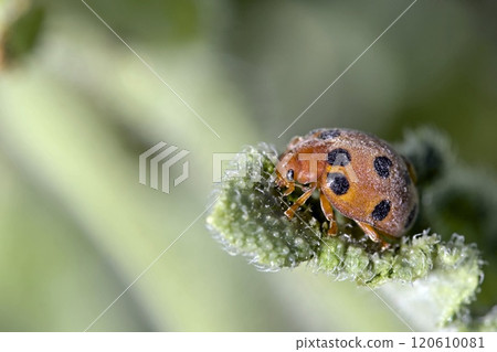 The melon ladybird beetle, Chnootriba elaterii (formerly Henosepilachna elaterii) is a phytophagous ladybird species found in southern Europe, Africa and western Asia.Photographed on Crete The melon ladybird beetle, Chnootriba elaterii (formerly Henosepilachna elaterii) is a phytophagous ladybird species found in southern Europe, Africa and western Asia.Photographed on Crete 120610081