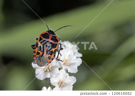 Eurydema eckerleini, a monophagous bug on caper, till recently considered endemic of Greece, but with some records at Turkey. Photographed on Crete 120610082