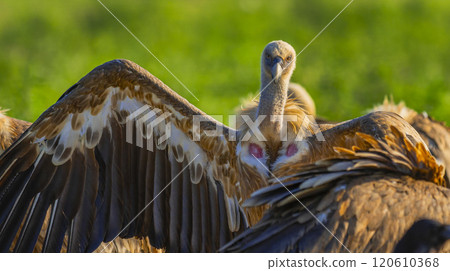 Eurasian Griffon Vulture 120610368