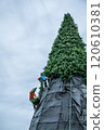 City climbers are installing main huge Christmas tree for all city residents on the central square of city. 120610381