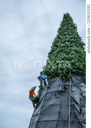 City climbers are installing main huge Christmas tree for all city residents on the central square of city. City climbers are installing main huge Christmas tree for all city residents on the central square of city. 120610381