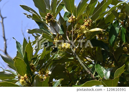 Shirodamo flower Shirodamo flower 120610391