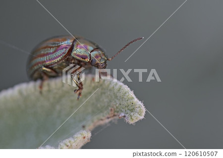Chrysolina americana, common name rosemary beetle, is a species of beetle belonging to the family Chrysomelidae, Crete 120610507