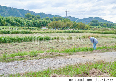 Field and woman, farmer, walk 120610656