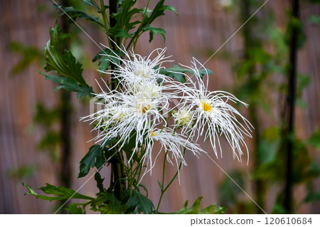 Saga chrysanthemum 120610684