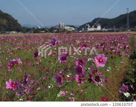 Cosmos field on a windy day (with a cement factory and a floodgate on the Shimoda River in the background) Cosmos field on a windy day (with a cement factory and a floodgate on the Shimoda River in the background) 120610707