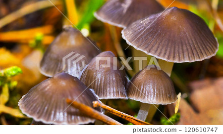 Wild Mushroom, Sierra de Guadarrama National Park, Spain Wild Mushroom, Sierra de Guadarrama National Park, Spain 120610747