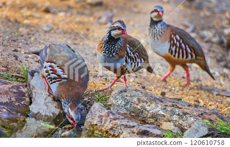 Red-legged Partridge, Monfrague National Park, Spain Red-legged Partridge, Monfrague National Park, Spain 120610758