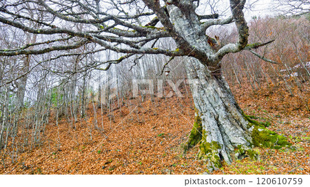 Beech Forest of Gamueta, Valles Occidentales Natural Park, Spain Beech Forest of Gamueta, Valles Occidentales Natural Park, Spain 120610759