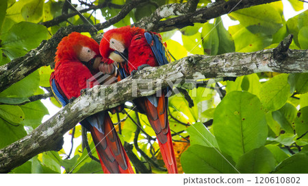 Scarlet Macaw, Corcovado National Park Scarlet Macaw, Corcovado National Park 120610802