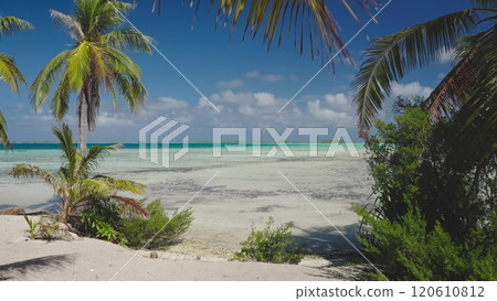 Lush green palm trees growing on beautiful white sand beach with turquoise coral reef lagoon water under bright blue sky. Rangiroa, French Polynesia. Remote wild nature paradise, exotic summer travel Lush green palm trees growing on beautiful white sand beach with turquoise coral reef lagoon water under bright blue sky. Rangiroa, French Polynesia. Remote wild nature paradise, exotic summer travel 120610812
