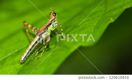 Grasshopper, Corcovado National Park Grasshopper, Corcovado National Park 120610858