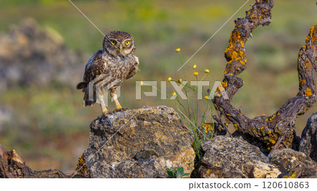 Little Owl 120610863