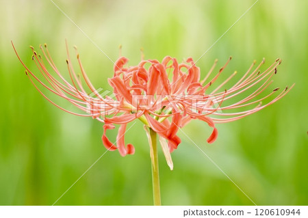 Beautifully blooming red spider lilies against a softly blurred green background 120610944