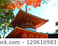 Autumn leaves in Koya 120610983