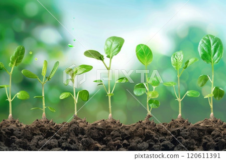 Sequence of seven small green plants growing in soil, various stages of growth Sequence of seven small green plants growing in soil, various stages of growth 120611391