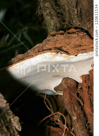 A large growing mushroom with a yellow-brown cap and white underside (natural light + strobe macro close-up) A large growing mushroom with a yellow-brown cap and white underside (natural light + strobe macro close-up) 120611534