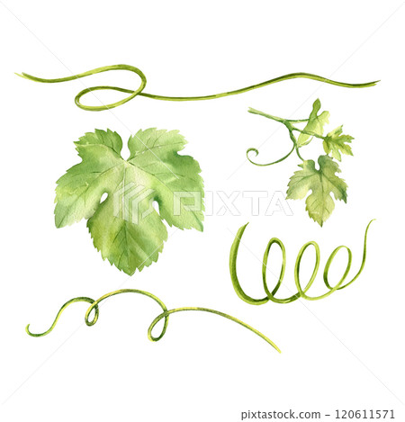 Watercolor grape brunches and green leaves, vines, hand drawn sketch of part of plant, illustration of ripe grapevine, composition for card, food and drink theme on white background 120611571
