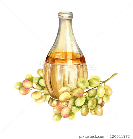 watercolor bottle of homemade white wine braided with straw, white and pink grapevine with berries and leaves, for food and drink decoration, Tuscany posters and card 120611572