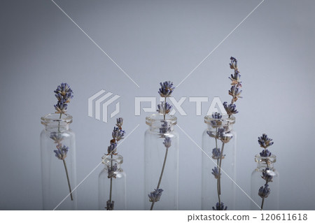 Lavender sprigs in glass test tubes staying at gray background, beauty concept of cosmetology, body and skincare, aromatherapy. Botanical natural cosmetic ingredient Lavender sprigs in glass test tubes staying at gray background, beauty concept of cosmetology, body and skincare, aromatherapy. Botanical natural cosmetic ingredient 120611618