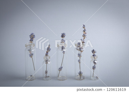 Lavender sprigs in glass test tubes staying at gray background, beauty concept of cosmetology, body and skincare, aromatherapy. Botanical natural cosmetic ingredient 120611619