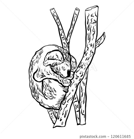 Hand drawn koala sleeping on a branch in graphic style. Vector illustration Hand drawn koala sleeping on a branch in graphic style. Vector illustration 120611685