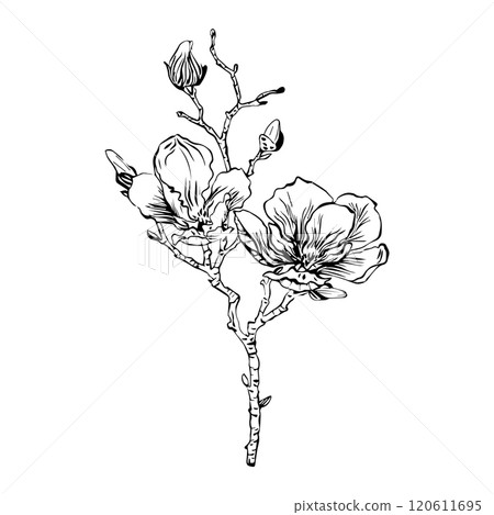 Sakura flower branch hand drawn black floral sketch. Cherry blossom japanese twigs line art. Sakura flower branch hand drawn black floral sketch. Cherry blossom japanese twigs line art. 120611695