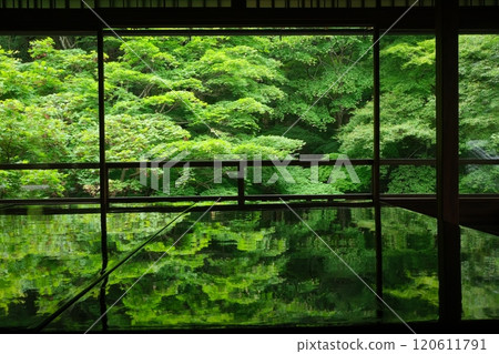 藍楓和松陰風景 藍楓和松陰風景 120611791