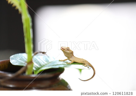 睫角守宮的日常 120611828