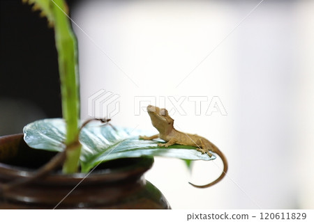 睫角守宮的日常 120611829