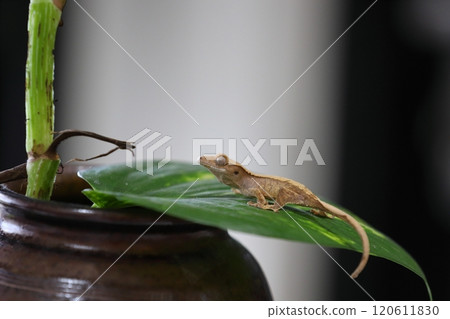 睫角守宮的日常 120611830