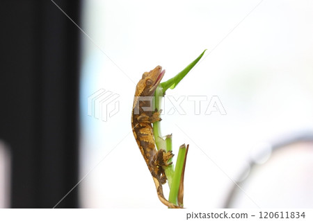 睫角守宮的日常 120611834