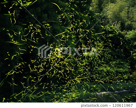 Kyushu Fireflies 120611967