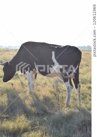 A serene cow grazes peacefully in a lush meadow under the bright sun on a warm day outdoors. The idyllic rural landscape captures the essence of simplicity and harmony in nature's beauty A serene cow grazes peacefully in a lush meadow under the bright sun on a warm day outdoors. The idyllic rural landscape captures the essence of simplicity and harmony in nature's beauty 120612069