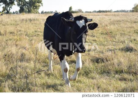 A serene cow grazes peacefully in a lush meadow under the bright sun on a warm day outdoors. The idyllic rural landscape captures the essence of simplicity and harmony in nature's beauty 120612071