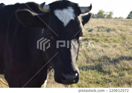 A serene cow grazes peacefully in a lush meadow under the bright sun on a warm day outdoors. The idyllic rural landscape captures the essence of simplicity and harmony in nature's beauty 120612072