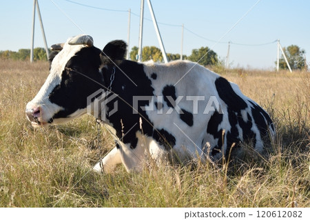 A serene cow grazes peacefully in a lush meadow under the bright sun on a warm day outdoors. The idyllic rural landscape captures the essence of simplicity and harmony in nature's beauty 120612082