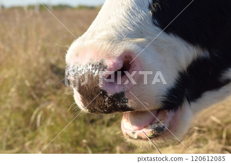 A serene cow grazes peacefully in a lush meadow under the bright sun on a warm day outdoors. The idyllic rural landscape captures the essence of simplicity and harmony in nature's beauty 120612085