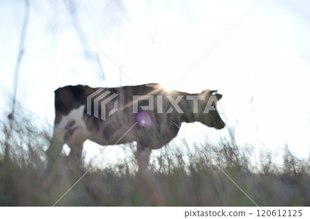 A serene cow grazes peacefully in a lush meadow under the bright sun on a warm day outdoors. The idyllic rural landscape captures the essence of simplicity and harmony in nature's beauty A serene cow grazes peacefully in a lush meadow under the bright sun on a warm day outdoors. The idyllic rural landscape captures the essence of simplicity and harmony in nature's beauty 120612125