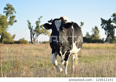 A serene cow grazes peacefully in a lush meadow under the bright sun on a warm day outdoors. The idyllic rural landscape captures the essence of simplicity and harmony in nature's beauty 120612141