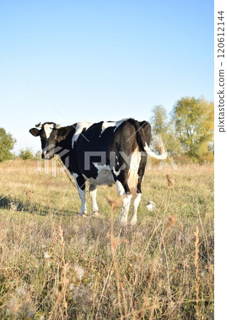 A serene cow grazes peacefully in a lush meadow under the bright sun on a warm day outdoors. The idyllic rural landscape captures the essence of simplicity and harmony in nature's beauty A serene cow grazes peacefully in a lush meadow under the bright sun on a warm day outdoors. The idyllic rural landscape captures the essence of simplicity and harmony in nature's beauty 120612144