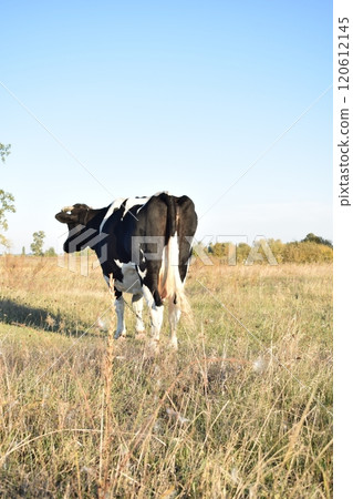 A serene cow grazes peacefully in a lush meadow under the bright sun on a warm day outdoors. The idyllic rural landscape captures the essence of simplicity and harmony in nature's beauty 120612145