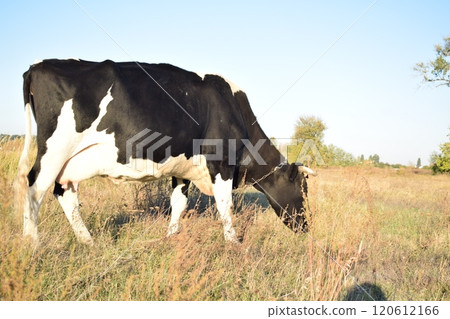 A serene cow grazes peacefully in a lush meadow under the bright sun on a warm day outdoors. The idyllic rural landscape captures the essence of simplicity and harmony in nature's beauty A serene cow grazes peacefully in a lush meadow under the bright sun on a warm day outdoors. The idyllic rural landscape captures the essence of simplicity and harmony in nature's beauty 120612166